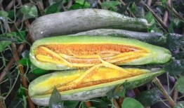 延安网红吃瓜,揭秘网红圈背后的故事